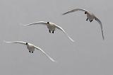 Swans In Flight_21981